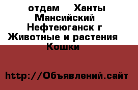 отдам  - Ханты-Мансийский, Нефтеюганск г. Животные и растения » Кошки   